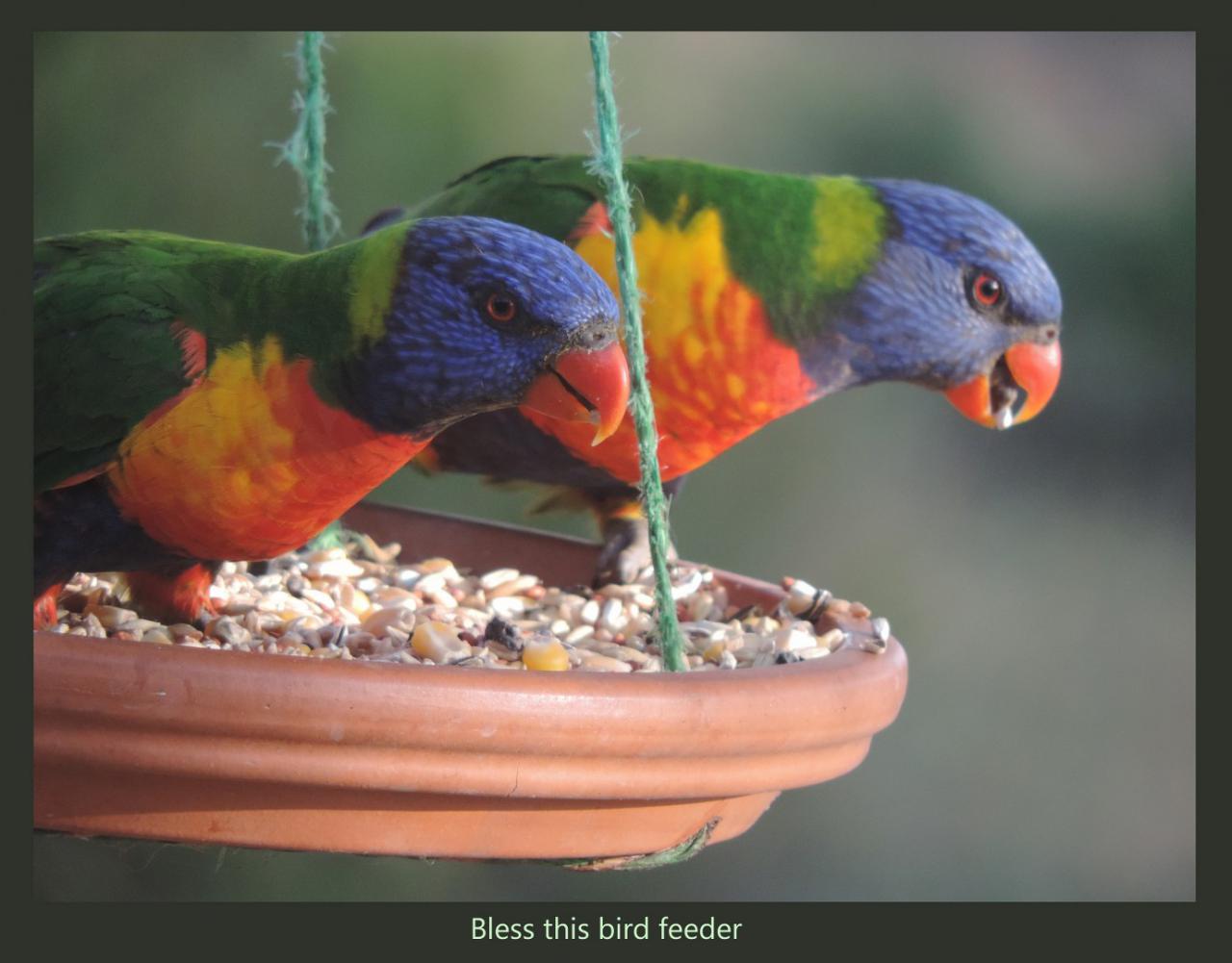 Bless this bird feeder