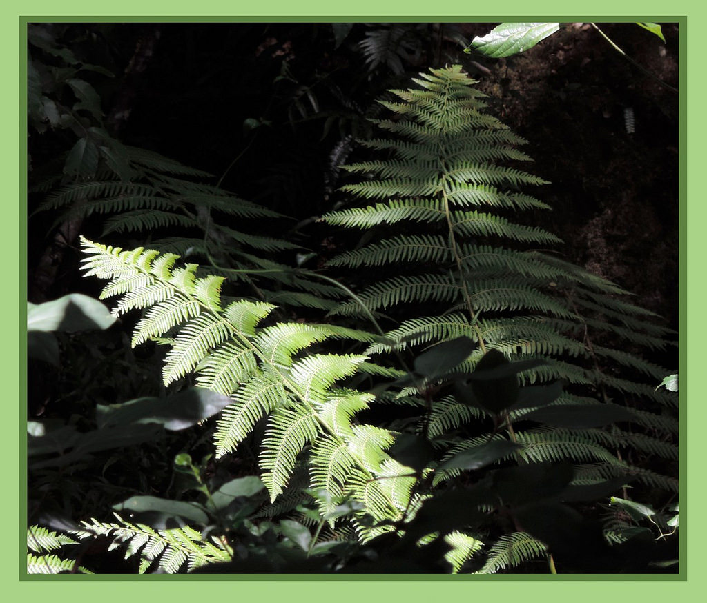 Tree fern Queen Mary Falls