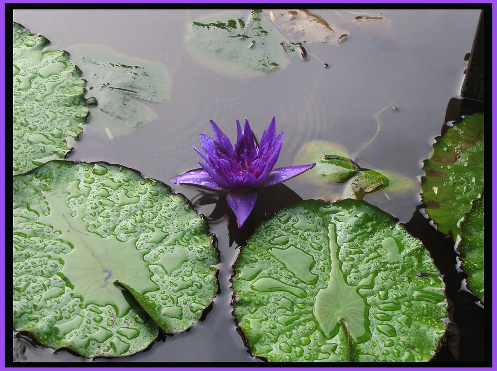 Water lilly purple