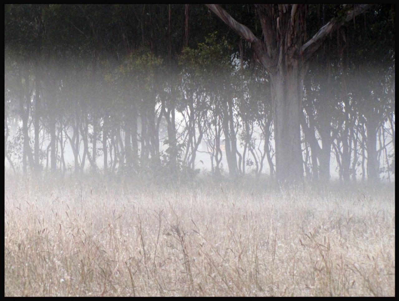 Mist