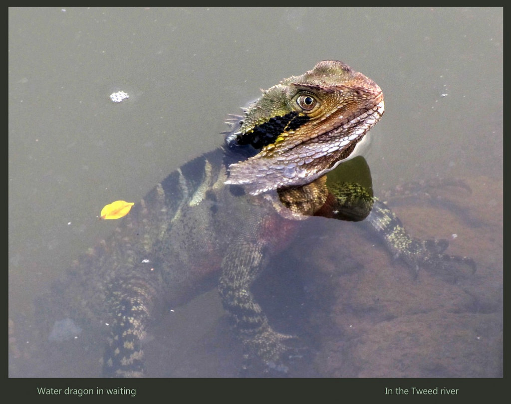 Water dragon in waiting   Tweed river