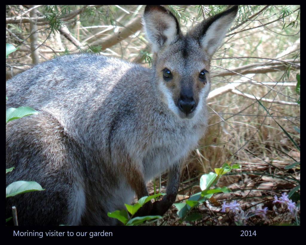 Wallaby