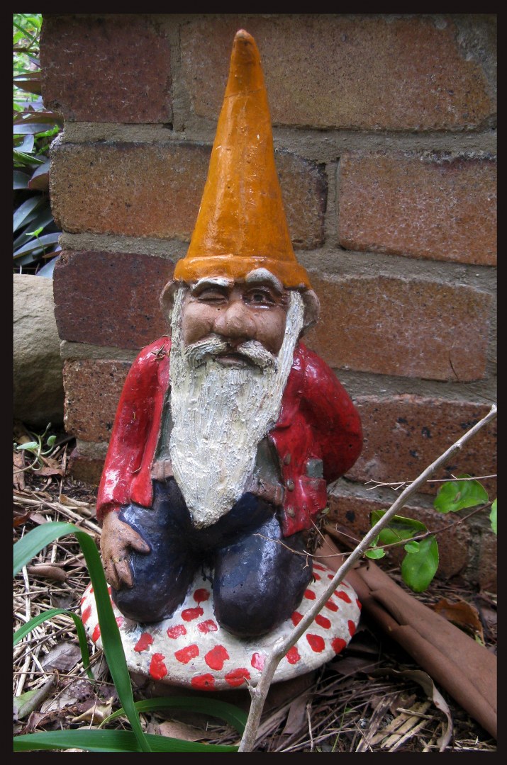 curious gnome