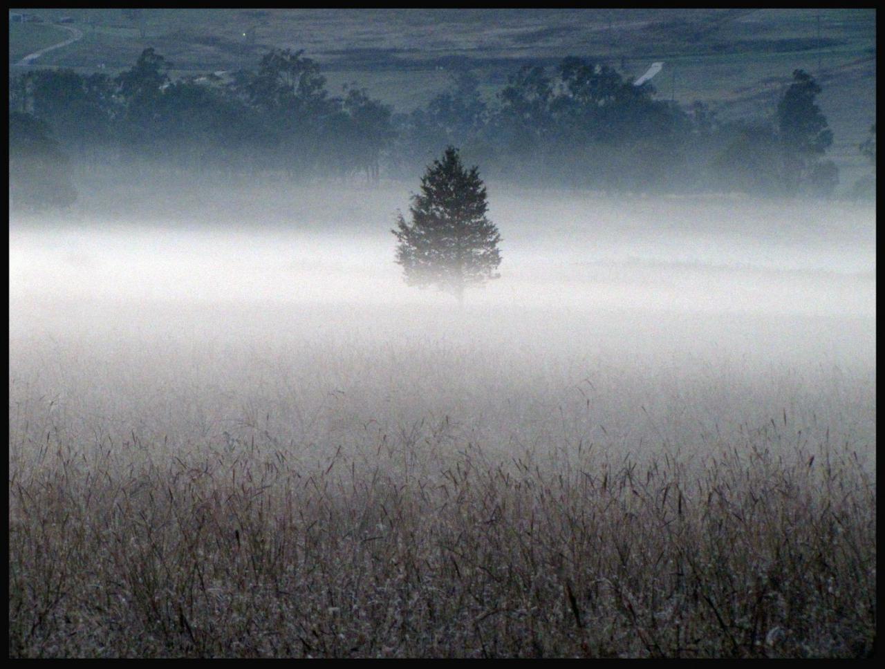 Misty Field