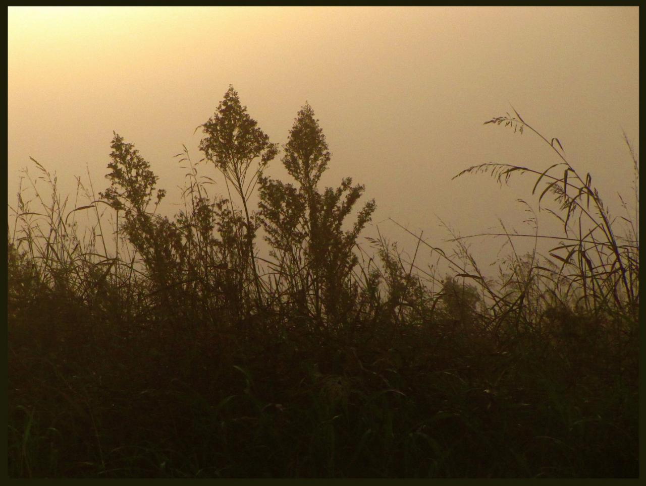 Autunm Grasses