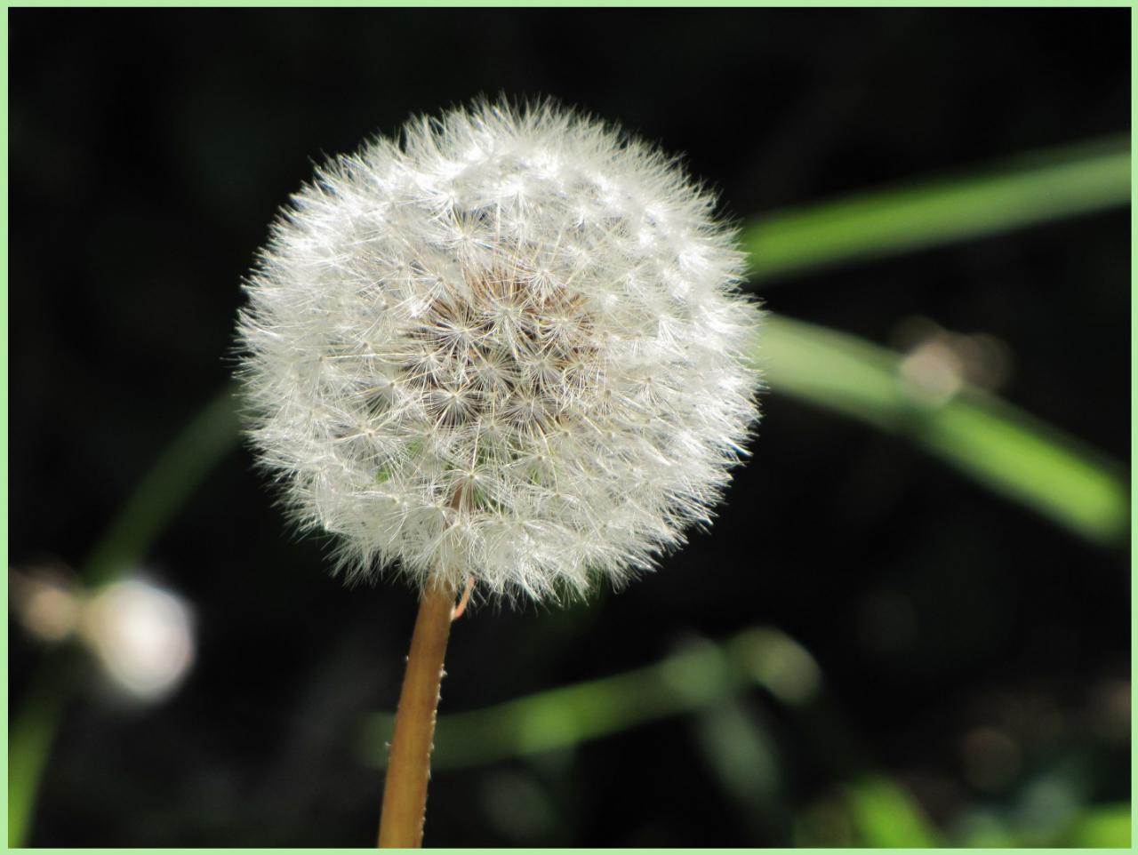 Dandelion clock