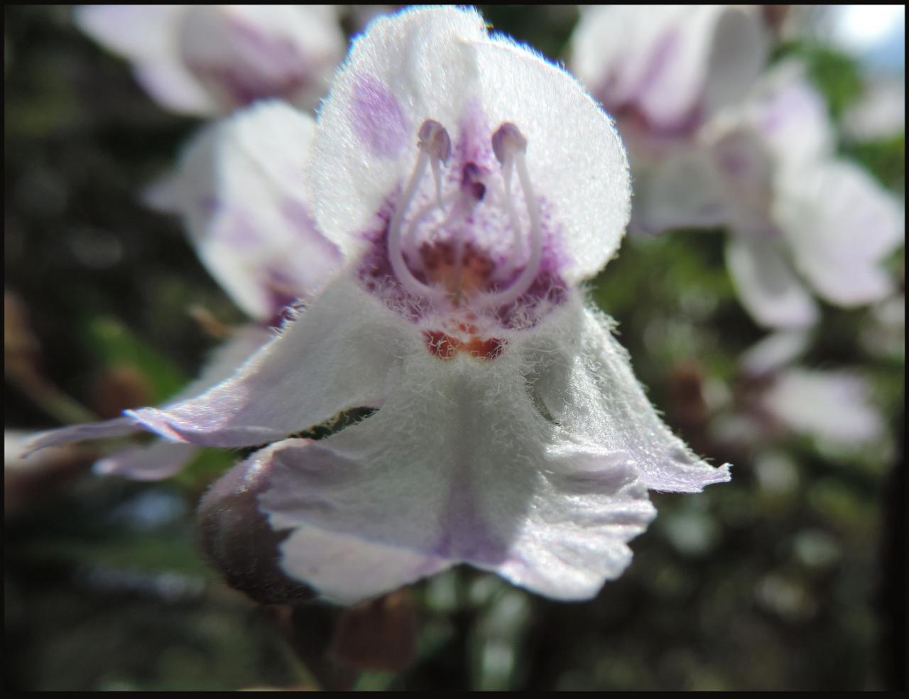 Snapdragon