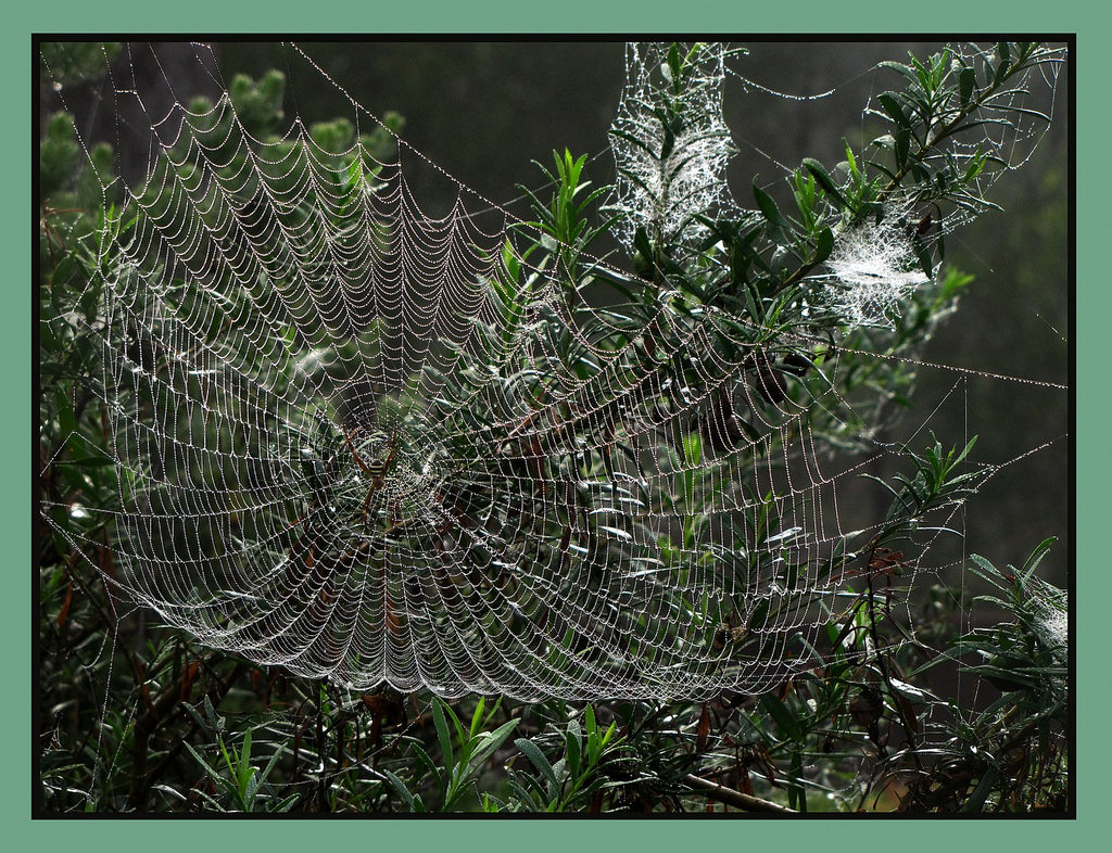 Web of pearls