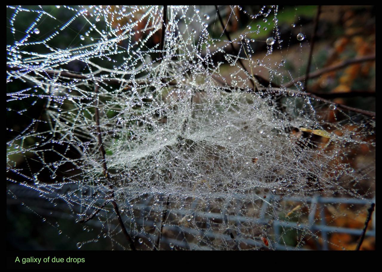 A mess of due drops