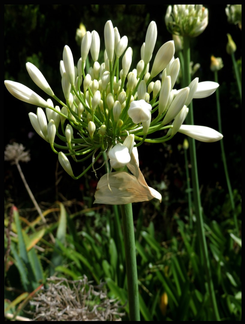 Agapanthus Waiting to Bloom